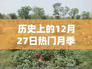 历史上的12月27日热门月季推荐，选购与养护指南全解析