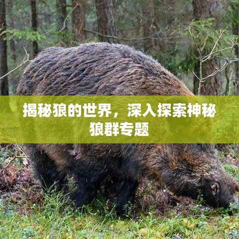 揭秘狼的世界，深入探索神秘狼群专题