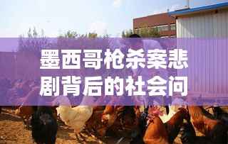 墨西哥枪杀案悲剧背后的社会问题引深思