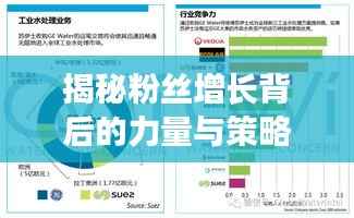揭秘粉丝增长背后的力量与策略，揭秘背后的秘密！