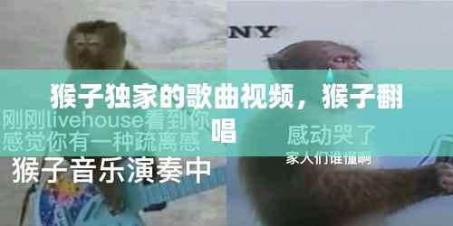 猴子独家的歌曲视频，猴子翻唱 
