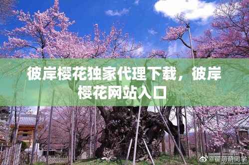 彼岸樱花独家代理下载，彼岸樱花网站入口 