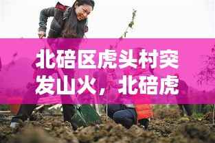 北碚区虎头村突发山火，北碚虎头山林果园怎么样 