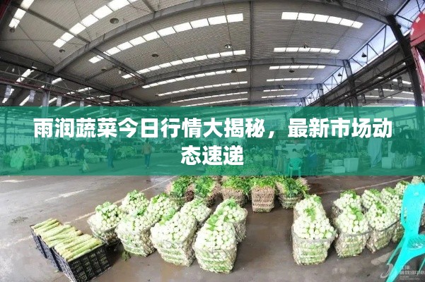 雨润蔬菜今日行情大揭秘,最新市场动态速递