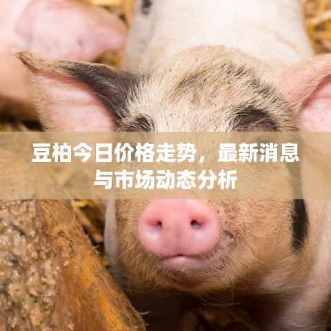 豆柏今日价格走势，最新消息与市场动态分析