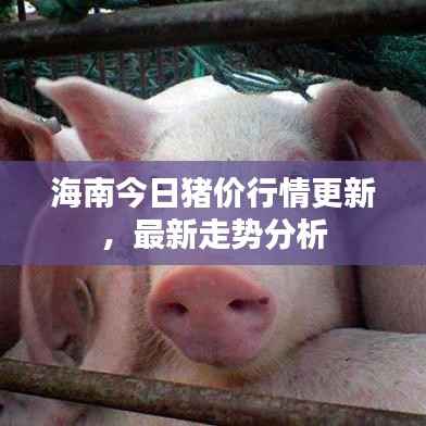 海南今日猪价行情更新，最新走势分析