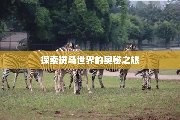 探索斑马世界的奥秘之旅