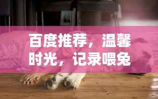 百度推荐，温馨时光，记录喂兔子的美好瞬间