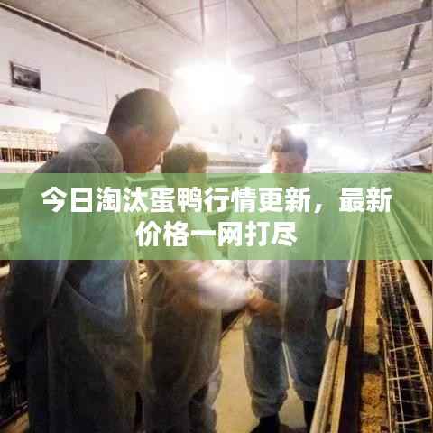 今日淘汰蛋鸭行情更新，最新价格一网打尽