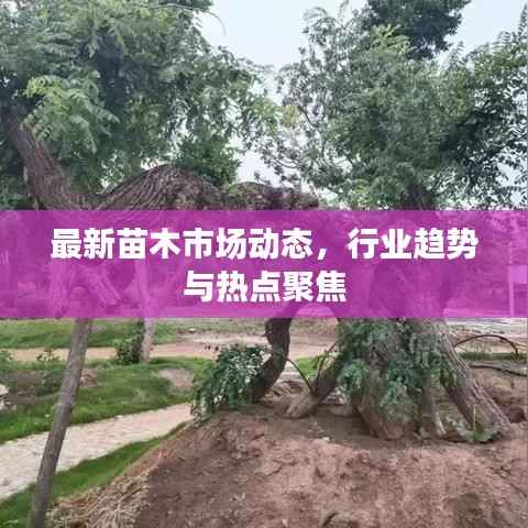 最新苗木市场动态，行业趋势与热点聚焦