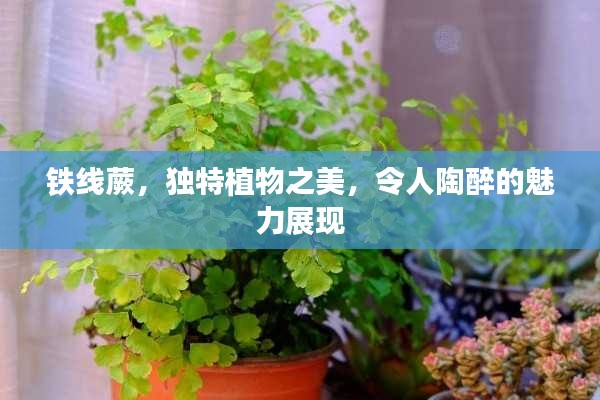 铁线蕨，独特植物之美，令人陶醉的魅力展现