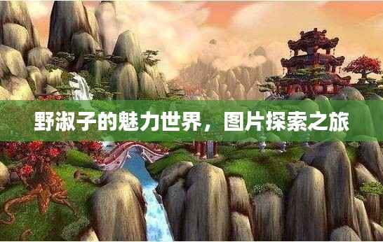 野淑子的魅力世界，图片探索之旅