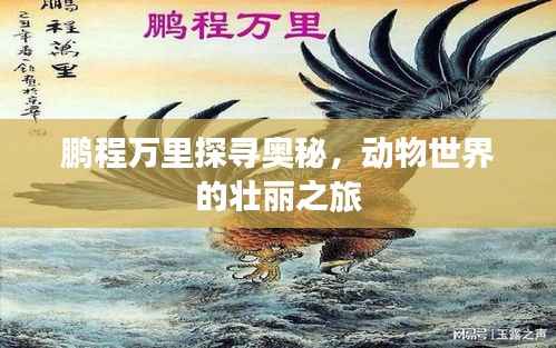鹏程万里探寻奥秘，动物世界的壮丽之旅