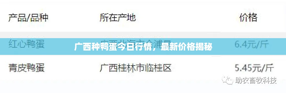 广西种鸭蛋今日行情,最新价格揭秘