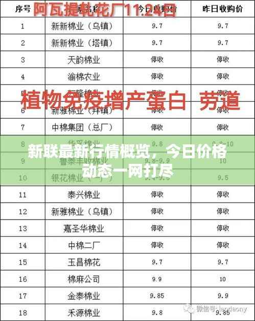 新联最新行情概览，今日价格动态一网打尽