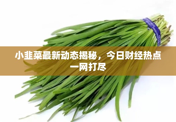 小韭菜最新动态揭秘，今日财经热点一网打尽