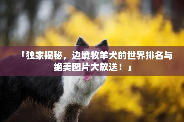 「独家揭秘，边境牧羊犬的世界排名与绝美图片大放送！」