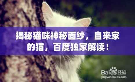 揭秘猫咪神秘面纱，自来家的猫，百度独家解读！