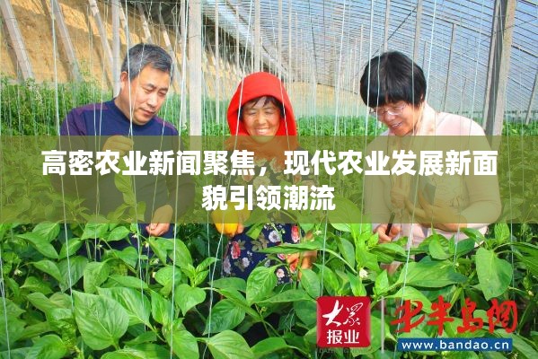 高密农业新闻聚焦，现代农业发展新面貌引领潮流