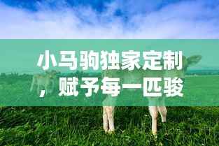 小马驹独家定制，赋予每一匹骏马独特魅力