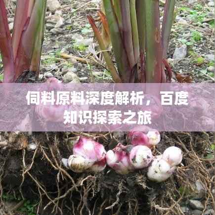 伺料原料深度解析，百度知识探索之旅