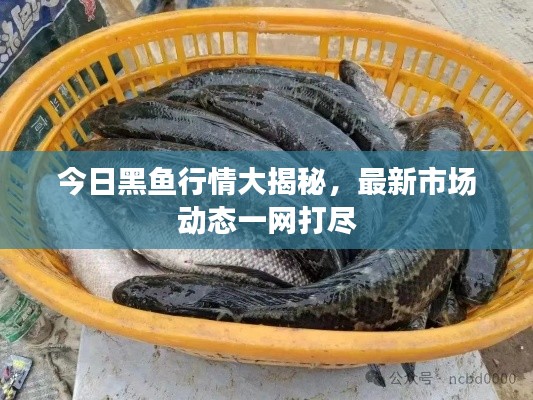 今日黑鱼行情大揭秘，最新市场动态一网打尽